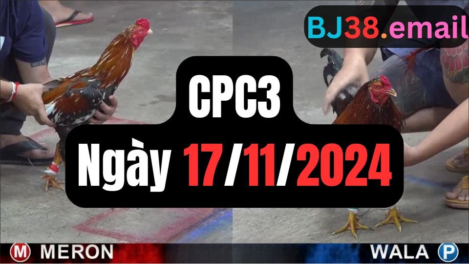 Trực tiếp đá gà thomo bồ CPC3 ngày 17-11-2024