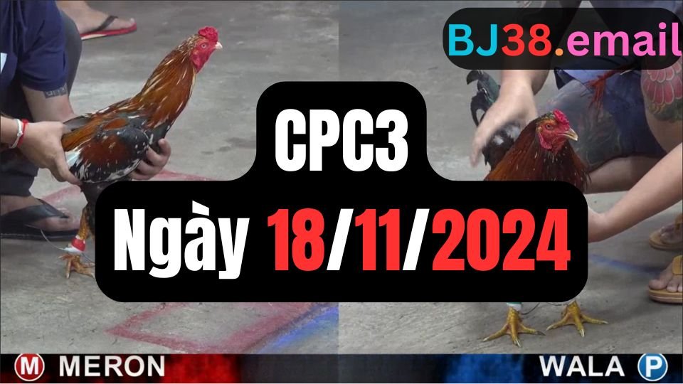 Trực tiếp đá gà thomo bồ CPC3 ngày 18-11-2024